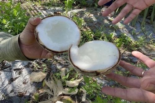 Cây dừa sáp cấy mô đầu tiên cho ra trái