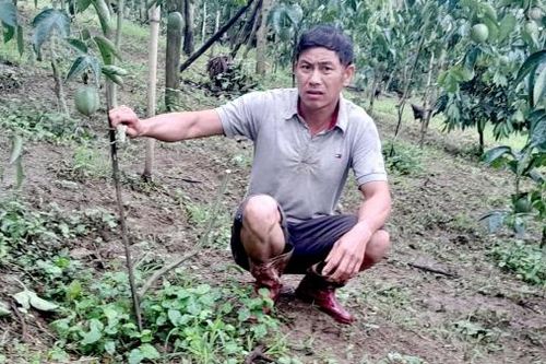 Lâm Hà: Điều tra vụ 325 gốc chanh dây của người dân bị chặt phá