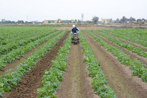 Nam Định: Chú trọng phát triển sản xuất nông sản theo hướng hữu cơ