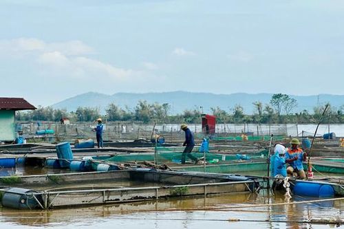 Học kinh nghiệm giữ an toàn cho lồng bè nuôi cá của một xã ở tỉnh Hải Dương