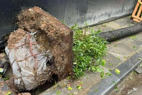 Cây xanh đổ ngã còn nguyên bọc bầu: Trách nhiệm thuộc về chủ đầu tư
