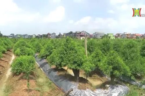 Nông thôn Mê Linh đổi mới | Nông thôn mới Hà Nội | 22/09/2024