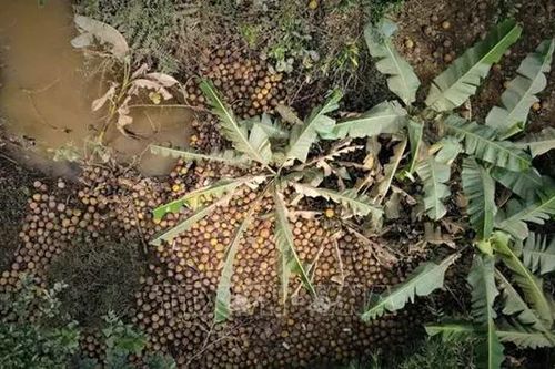 Yên Bái mất trắng gần 100 ha 'bưởi tiến vua' sau lũ