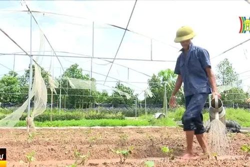 Phục hồi sản xuất nông nghiệp sau bão lũ