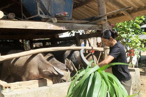 Quảng Hòa quyết tâm hoàn thành di dời gia súc ra khỏi gầm sàn nhà ở