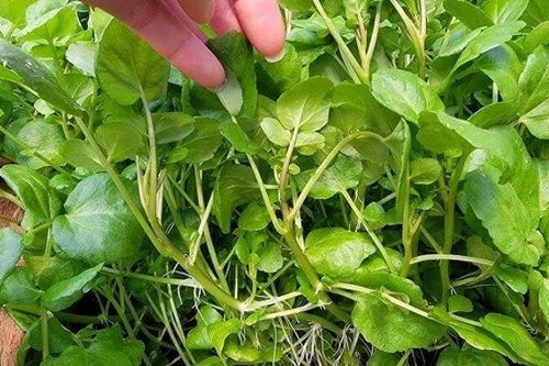 Loại rau được coi bẩn nhất chợ nhưng cực tốt cho sức khỏe