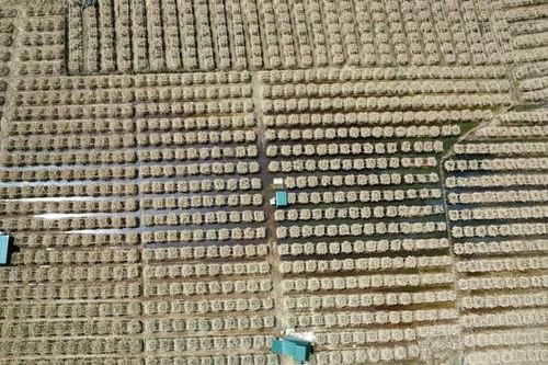 Tan hoang vườn cây phật thủ tại các nhà vườn ven sông Hồng