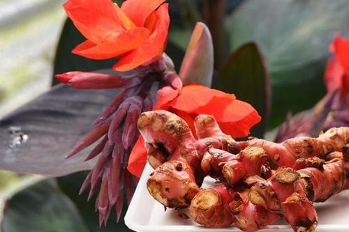 Những lưu ý khi sử dụng củ dong riềng đỏ