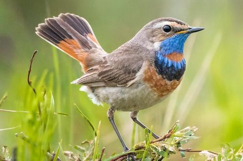Những loài chim có bộ lông độc đáo nhất Việt Nam
