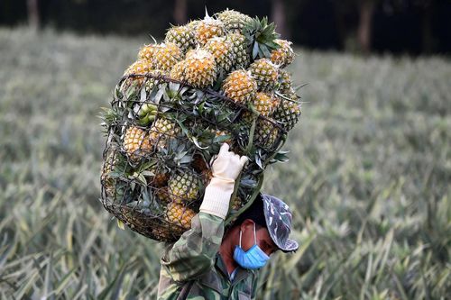 Biến lá dứa thành tơ, vải