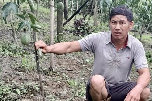 Nhiều vườn cây bị trộm, phá hoại