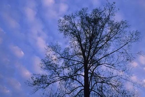Hoàn toàn bất ngờ về loại gỗ mới được phát hiện