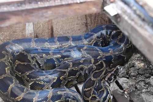 Kon Tum tiếp nhận một cá thể trăn đất quý hiếm được người dân giao nộp
