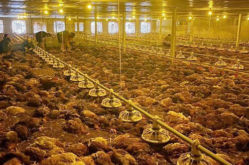 9.000 con gà chết do chập điện, chủ tịch xã ở Nghệ An kêu gọi 'giải cứu'
