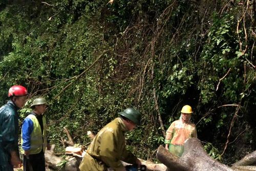 Cây gỗ bật gốc chắn ngang đường tại eo Vực Bồng (Con Cuông)