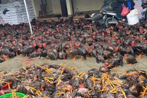 Hàng nghìn con gà ở Diễn Châu chết do ngập nước