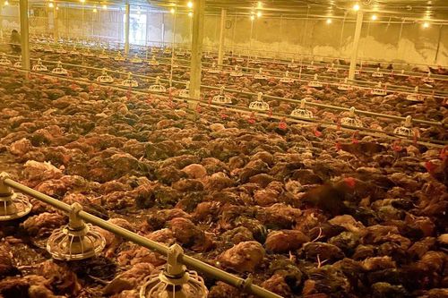 Mưa ngập, chập điện, trại gà ở thành phố Vinh chết 9.000 con