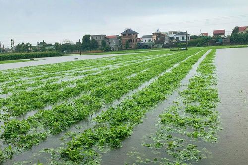 Nhiều diện tích rau màu ở Nghệ An chìm trong biển nước