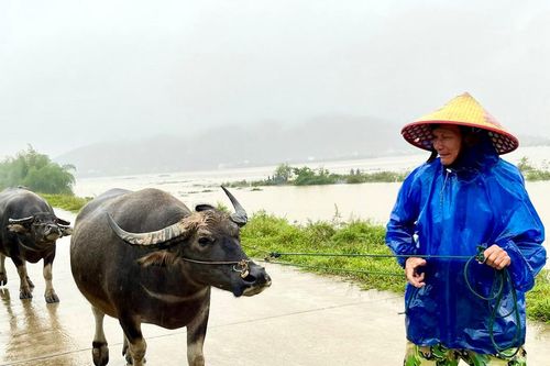 Người dân ngoài đê tả Lam đưa trâu bò, tài sản lên đê tránh lụt