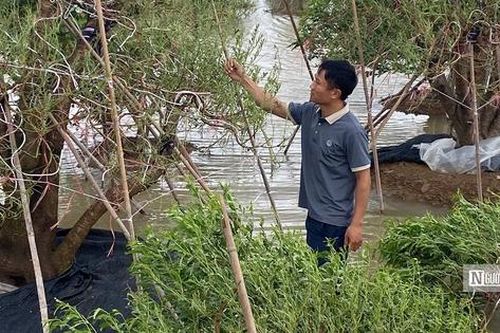 Nông dân Hải Phòng nỗ lực cứu vãn vụ nông sản Tết
