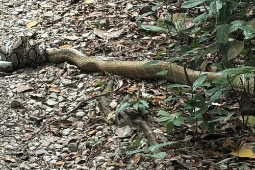 Đang đi bộ, 2 vợ chồng bắt gặp cảnh tượng nổi da gà ở giữa đường