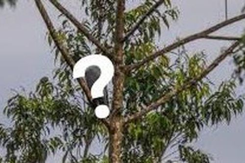 Loài vật quý hiếm bậc nhất hành tinh, biến mất hơn 50 năm bất ngờ 'tái xuất'