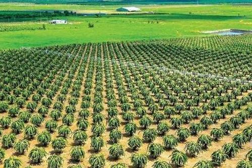 Thách thức trong lộ trình xanh hóa chuỗi cung ứng thanh long ở Bình Thuận