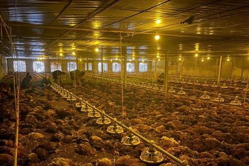 Mưa ngập, chập điện, hàng nghìn con gà chết