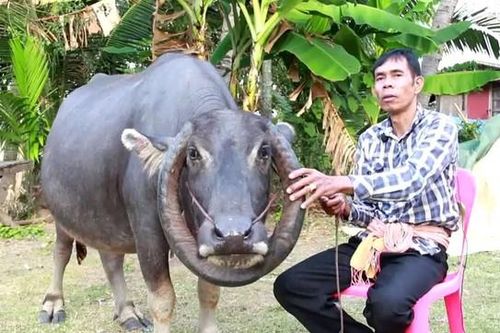 Con trâu 'lạ' được trả 150 triệu đồng, người đàn ông quyết không bán