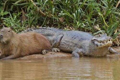 Lý do bất ngờ khiến cá sấu chung sống 'hòa bình' với chuột lang nước