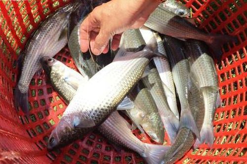 Loại cá xưa ít ai biết, giờ thành đặc sản có tại các nhà hàng cao cấp, 150.000 đồng/kg