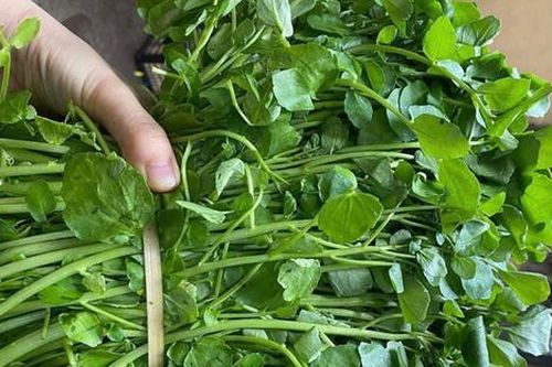 Loài rau xưa bẩn nhất chợ giờ là thảo dược quý cực tốt cho sức khỏe, giá 35.000 đồng/kg