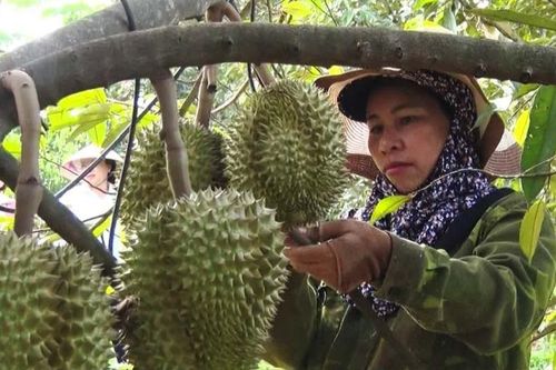 Buôn làng khởi sắc nhờ chuyển đổi cây trồng