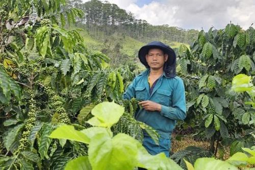 K'Nhất - người Trưởng thôn vượt khó làm kinh tế giỏi