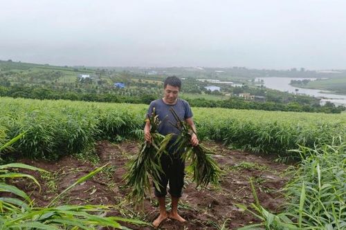 Lâm Hà: Làm rõ vụ việc một nhà vườn bị nhổ trộm 1,5 tấn gừng tươi