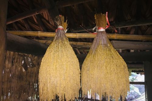 Bảo tồn giống lúa nếp Gà gáy Mỹ Lung