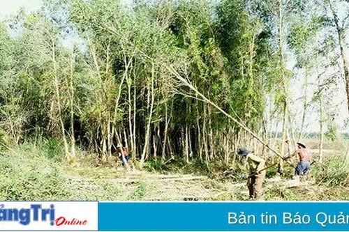 Đề xuất hơn 241 tỉ đồng đầu tư kết cấu hạ tầng hỗ trợ hợp tác xã phát triển vùng nguyên liệu gỗ rừng trồng