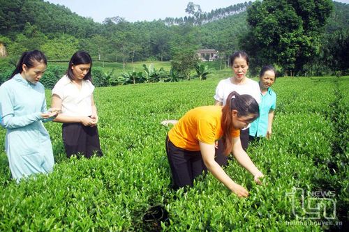 Tăng hàm lượng khoa học - công nghệ trong sản xuất nông nghiệp