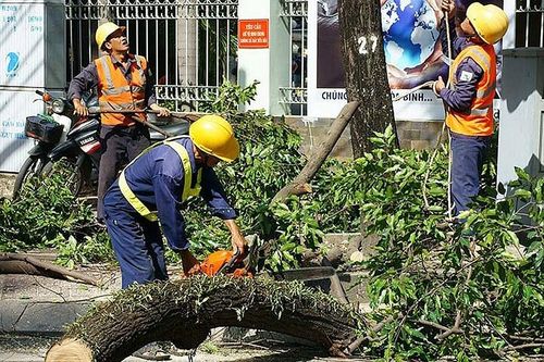 Thành phố Hồ chí Minh: Thay thế gần 2.800 cây xanh hư hại
