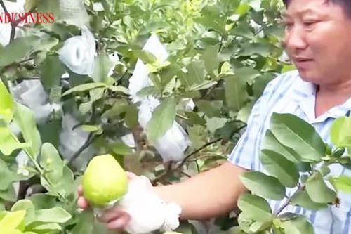 Miền quê xứ Thanh liên tục phất lên nhờ những cây trồng 'nhỏ mà có võ'