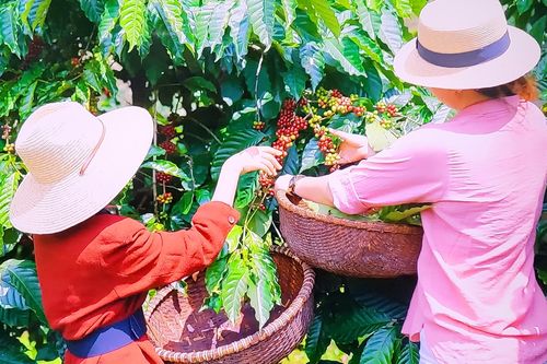 Xuất khẩu cà phê Việt Nam hướng tới mục tiêu xuất khẩu đạt 6 tỷ USD