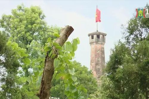 Những chồi non vươn lên trong nắng thu