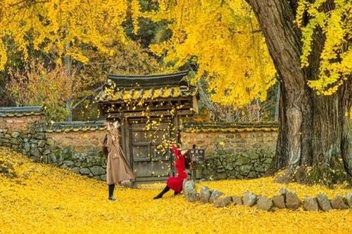 Du lịch Hàn Quốc hút khách chiêm ngưỡng sắc lá mùa thu đổi màu kỳ ảo
