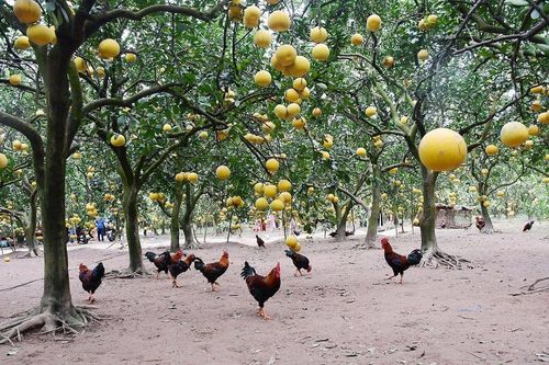 Xây dựng nông thôn mới toàn diện, gắn với chuyển đổi xanh và kinh tế tuần hoàn