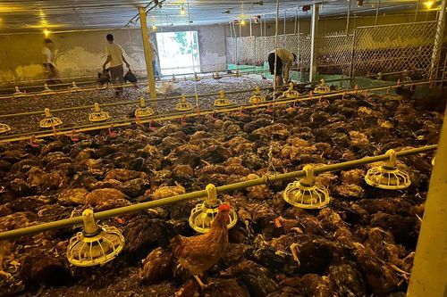 Chung tay giải cứu 9000 con gà bị chết ngạt do mưa lớn