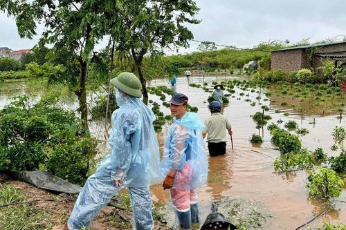 Huyện Gia Lâm: khẩn trương khôi phục sản xuất nông nghiệp sau bão số 3