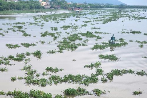 Hà Tĩnh: bèo tây bủa vây sông Hộ Độ
