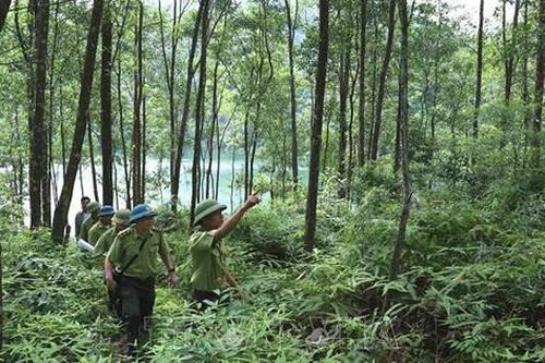 Bổ sung chế độ, chính sách cho Lực lượng chuyên trách bảo vệ rừng