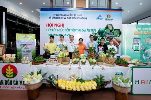 Phân bón Cà Mau đồng hành cùng An Giang nâng cao giá trị cây ăn trái