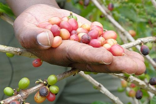 Giá cà-phê tăng vọt do lo ngại sản lượng giảm mạnh